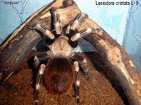     
: Lasiodora cristata L-9..JPG
: 524
:	158.4 
ID:	78538