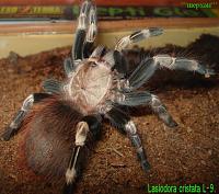     
: Lasiodora cristata L-9.JPG
: 522
:	126.7 
ID:	78539