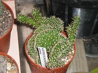     
: Austrocylindropuntia cylindrica form.cristata.jpg
: 360
:	76.9 
ID:	97942