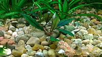     
: Bucephalandra sp. Kualakuayan-1 (07.05.2014)1.jpg
: 508
:	68.1 
ID:	432870