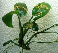     
: anubias_1.jpg
: 1062
:	130.4 
ID:	308788