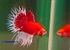     
: betta4-3.jpg
: 4983
:	24.8 
ID:	13202