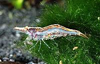     
: 800px-Caridina-simoni-simoni-Bourvier-1904.jpg
: 1217
:	93.9 
ID:	450784