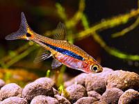     
: Boraras-uropthalmoides-4.jpg
: 711
:	118.5 
ID:	460919