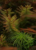     
: Rotala greenll.jpg
: 539
:	237.1 
ID:	56663