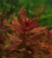     
: Rotala macrandall.jpg
: 541
:	148.0 
ID:	56665