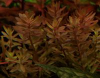     
: Rotala ratundifolia001ll.jpg
: 1614
:	217.8 
ID:	56666