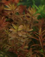     
: Rotala ratundifolia002ll.jpg
: 469
:	174.1 
ID:	56667