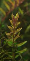     
: Rotala indica 3 llEvening.jpg
: 271
:	182.0 
ID:	56782