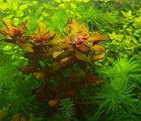     
: Rotala macranda06.jpg
: 1218
:	136.3 
ID:	58901