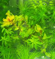     
: Rotala macranda09.jpg
: 1033
:	242.8 
ID:	58902