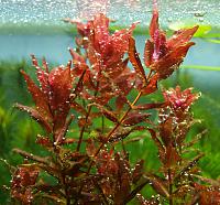     
: Rotala macranda11.jpg
: 1435
:	292.0 
ID:	58903