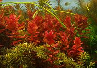     
: Rotala macranda12.jpg
: 1814
:	354.5 
ID:	58904