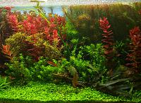     
: Rotala macranda13.jpg
: 3549
:	576.9 
ID:	58905