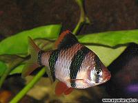     
: barbus_sumatranus_2.jpg
: 427
:	20.0 
ID:	6548