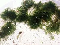     
: 4.Fissidens moss.jpg
: 201
:	64.1 
ID:	420662
