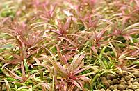     
: rotala_goias.jpg
: 37
:	112.9 
ID:	693622