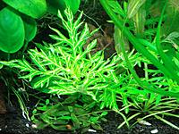     
:   - (Hygrophila difformis WeifiGrun).jpg
: 19
:	332.3 
ID:	694571