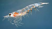     
: krill-euphausiacea-mn2.jpg
: 286
:	43.4 
ID:	562455