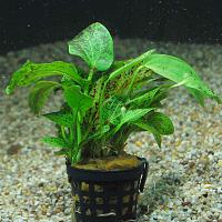     
: echinodorus_ozelot_green.jpg
: 830
:	91.0 
ID:	316112