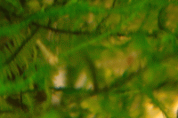     
: 2009-08-052.gif
: 988
:	281.4 
ID:	41258