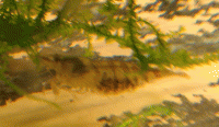     
: 2009-08-054.gif
: 1190
:	230.5 
ID:	41259