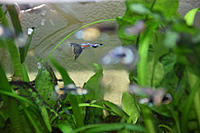     
: Guppy_mix_1.JPG
: 320
:	615.5 
ID:	592500