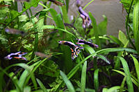     
: Guppy_mix_9.JPG
: 247
:	1.06 
ID:	592505