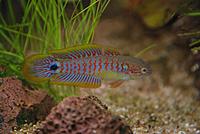     
: kovrovyj-jeleotris-tateurndina-ocellicauda_2.jpg
: 402
:	46.1 
ID:	402603