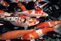     
: carp_koi.jpg
: 405
:	31.7 
ID:	447414