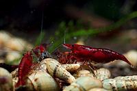     
: Neocaridina-Bloody-Mary.jpg
: 522
:	41.4 
ID:	619653