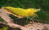     
: yellow-neocaridina-shrimp.jpg
: 206
:	47.3 
ID:	619673