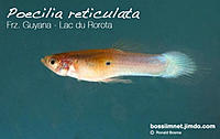     
: page135-poecilia-reticulata---frz.-guyana---lac-du-rorota.jpg
: 697
:	132.5 
ID:	465226