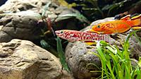     
: Killifish 2.jpg
: 254
:	321.5 
ID:	634082