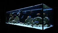     
: Malawi Tank 500L ( ).jpg
: 570
:	306.4 
ID:	644171