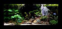     
: Aquarium 100L with Pelvicachromis (front view).jpg
: 952
:	388.7 
ID:	644212