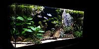     
: Aquarium 100L with Pelvicachromis (left view).jpg
: 695
:	434.3 
ID:	644213