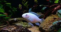     
: Pelvicachromis Pulcher Albino (2).jpg
: 346
:	257.6 
ID:	645849