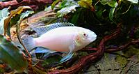     
: Pelvicachromis Pulcher Albino (famale).jpg
: 356
:	378.6 
ID:	645852