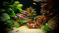     
: Pelvicachromis red-cheeked - pair.jpg
: 354
:	298.8 
ID:	648759