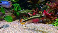     
: Pelvicachromis red-cheeked - male.jpg
: 355
:	477.1 
ID:	648760