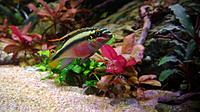     
: Pelvicachromis red-cheeked - male (4).jpg
: 330
:	402.8 
ID:	648761
