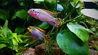     
: Pelvicachromis Nigeria Red - pair.jpg
: 369
:	356.5 
ID:	648762