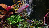     
: Pelvicachromis Nigeria Red (pair).jpg
: 338
:	345.1 
ID:	648763