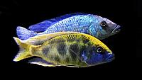     
: Nimbochromis venustus and Fossorochromis rostratus.jpg
: 192
:	187.1 
ID:	668202