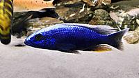     
: Sciaenochromis fryeri Iceberg.jpg
: 347
:	965.9 
ID:	668206