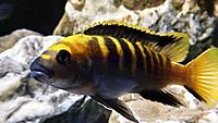     
: Pseudotropheus flavus.jpg
: 260
:	951.6 
ID:	668212