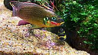     
: Pelvicachromis taeniatus Molive with fry.jpg
: 199
:	433.2 
ID:	668273