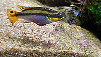     
: Pelvicachromis taeniatus Molive.jpg
: 187
:	345.9 
ID:	668274