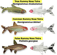     
: tfh_rummynose_tetras.jpg
: 242
:	16.4 
ID:	462852